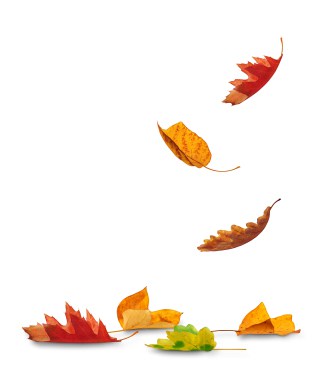 Autumn leaves