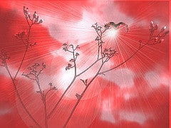 Image courtesy flickr user  Rebecca L. Daily