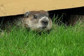 groundhog